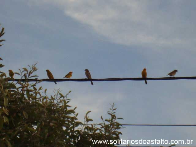 Raul_Soares 043